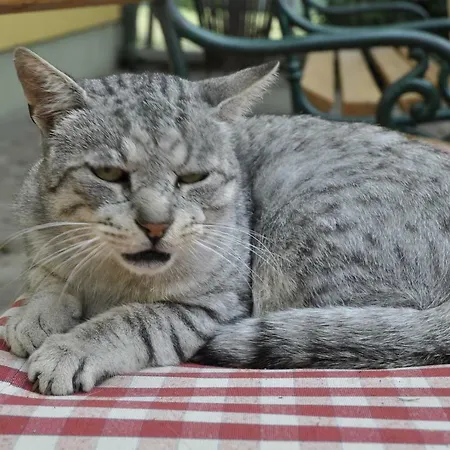 Urlaub Am Haberlehof Апартаменты Gurk